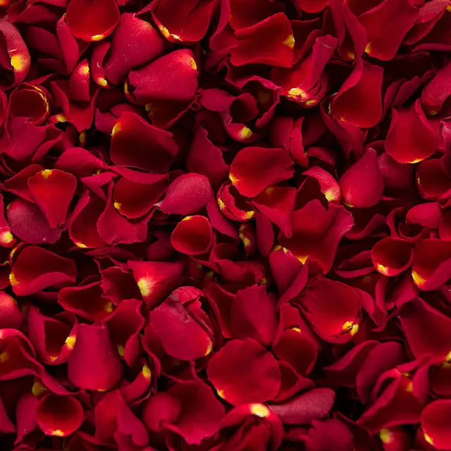 Half-Kilogram Fresh Rose Petals – Premium Loose Petals For Events 1