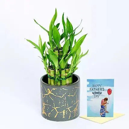 Lucky Bamboo Plant With Handwritten Father'S Day Card 1
