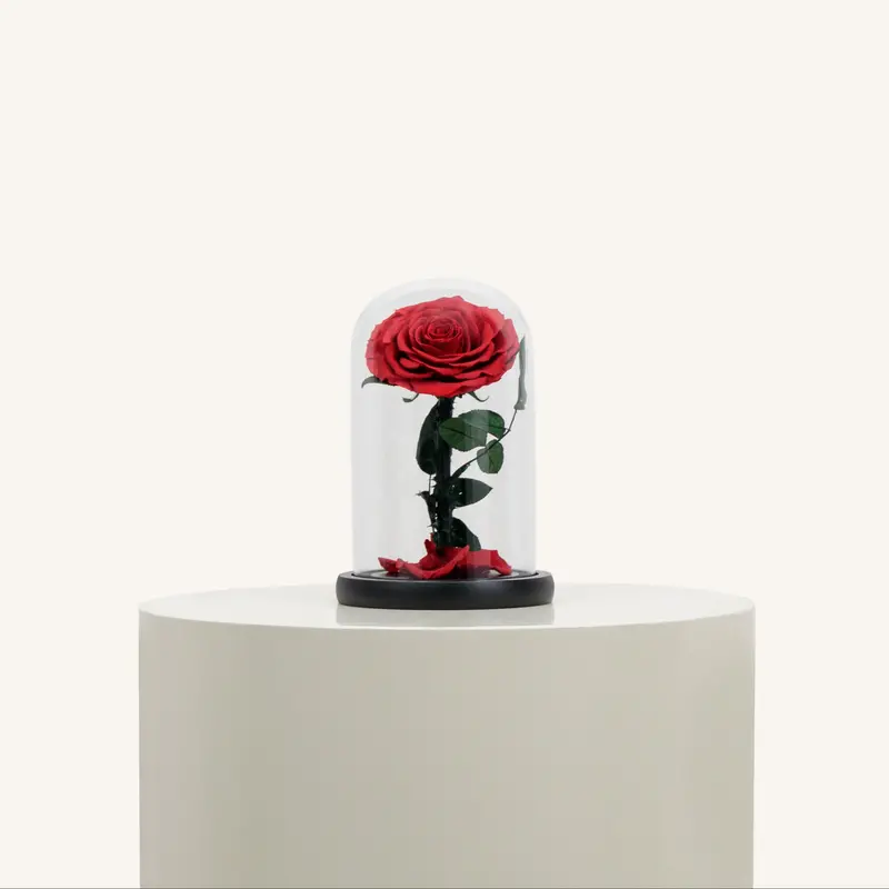 Single Preserved Red Rose – Timeless, Lifelike Eternal Bloom 1