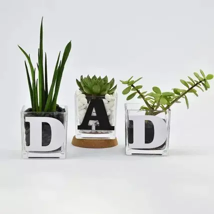 Thoughtful Trio Of Potted Plants – Gift Set For Dad 1